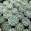 [PACK of 10 PLANTS] x Echeveria 'Elegans' (Mexican Snowball)