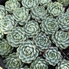 [PACK of 10 PLANTS] x Echeveria 'Elegans' (Mexican Snowball)