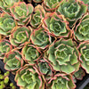 [PACK of 10 PLANTS] x  Echeveria 'Curly Lock'