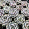 [PACK of 10 PLANTS] x Echeveria 'Blue Surprise' (Ech. Lilacina Hyb )