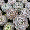 [PACK of 10 PLANTS] x Echeveria 'Blue Surprise' (Ech. Lilacina Hyb )