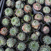 [WHOLESALE] PACK of 10 PLANTS x Echeveria setosa var. deminuta x NOVA