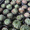 [WHOLESALE] PACK of 10 PLANTS x Echeveria setosa var. deminuta x NOVA