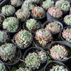 [WHOLESALE] PACK of 10 PLANTS x Echeveria setosa var. deminuta x NOVA