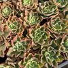 [PACK of 10 PLANTS] x Echeveria 'Blue Waves'