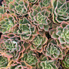 [PACK of 10 PLANTS] x Echeveria 'Blue Waves'