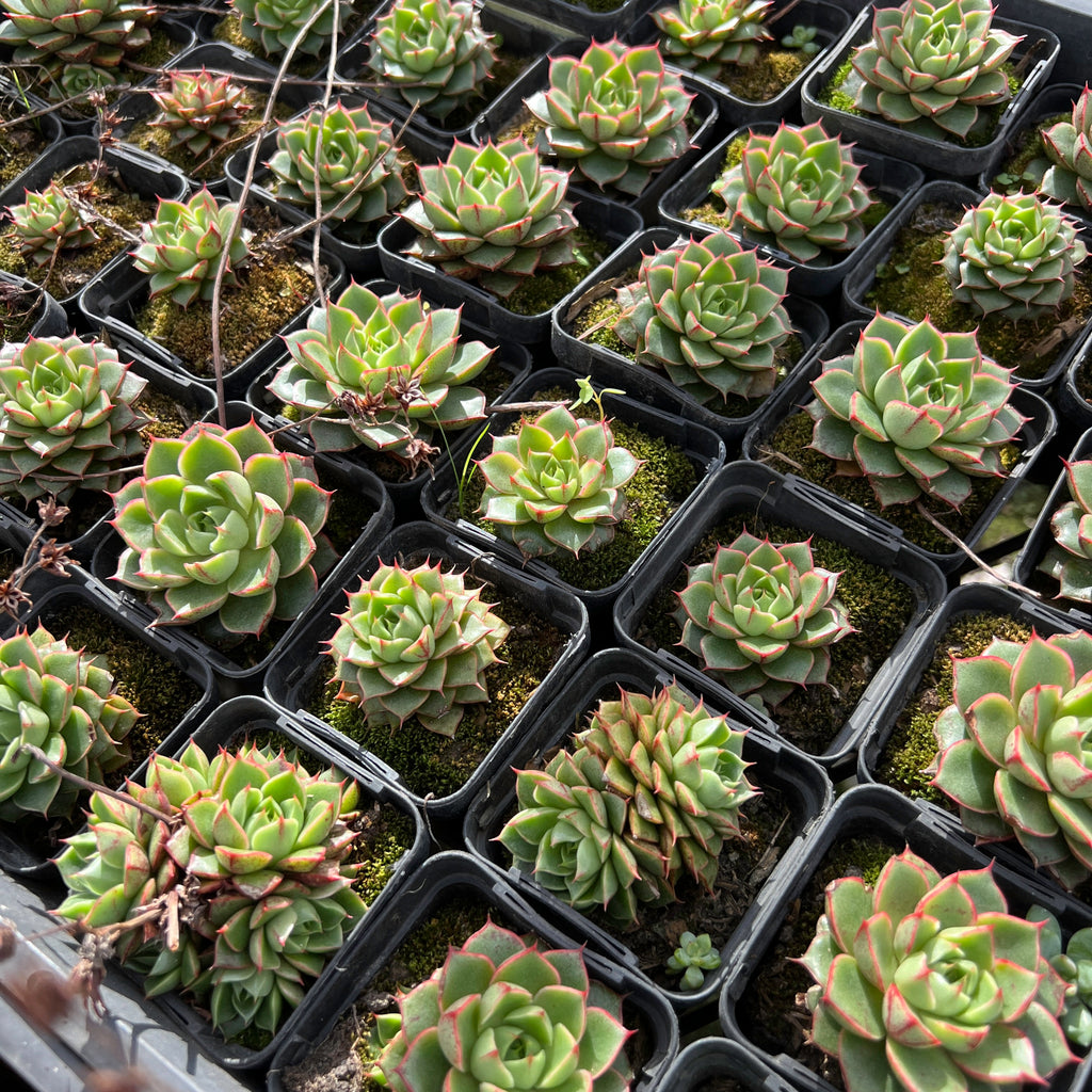 [PACK of 10 PLANTS] x Echeveria purpusorum 'Shamrock'