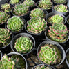 [PACK of 10 PLANTS] x Echeveria 'Bini Ouhikou'