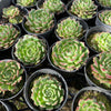 [PACK of 10 PLANTS] x Echeveria 'Bini Ouhikou'