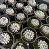 [PACK of 10 PLANTS] x Echeveria 'White zaragoza'