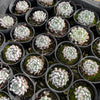 [PACK of 10 PLANTS] x Echeveria 'White zaragoza'