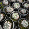 [PACK of 10 PLANTS] x Echeveria 'White zaragoza'