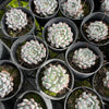 [PACK of 10 PLANTS] x Echeveria 'White zaragoza'
