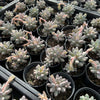 [PACK of 10 PLANTS] x Pachyphytum 'Baby Finger'