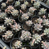 [PACK of 10 PLANTS] x Pachyphytum 'Baby Finger'