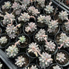 Pachyphytum 'Baby Finger'