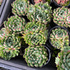 [PACK of 10 PLANTS] x  Echeveria 'Mystery Madam'
