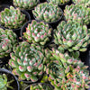 [PACK of 10 PLANTS] x  Echeveria 'Mystery Madam'
