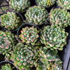 [PACK of 10 PLANTS] x  Echeveria 'Mystery Madam'