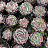 [PACK of 10 PLANTS] x Echeveria 'Rosita' (KRF)