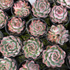 [PACK of 10 PLANTS] x Echeveria 'Rosita' (KRF)