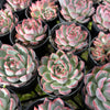 [PACK of 10 PLANTS] x Echeveria 'Rosita' (KRF)