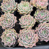Echeveria 'Hyalina's choice' (NO PUP)