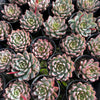 [PACK of 10 PLANTS] x  Echeveria 'Blood Swallow' (KRF)