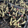 [PACK of 10 PLANTS] x  Crassula 'FANTASY' - C. Baby Necklace Variegated (4-5H)