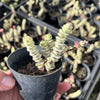 [PACK of 10 PLANTS] x  Crassula 'FANTASY' - C. Baby Necklace Variegated (4-5H)