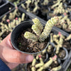 [PACK of 10 PLANTS] x  Crassula 'FANTASY' - C. Baby Necklace Variegated (4-5H)