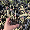 [PACK of 10 PLANTS] x  Crassula 'FANTASY' - C. Baby Necklace Variegated (4-5H)