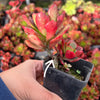 [PACK of 10 PLANTS] x Echeveria muldicaulis 'Lipstick' (PLANT)