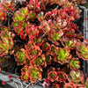 [PACK of 10 PLANTS] x Echeveria muldicaulis 'Lipstick' (PLANT)