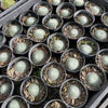 [PACK of 10 PLANTS] x Sempervivum ciliosum var. borisii
