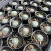 [PACK of 10 PLANTS] x Sempervivum ciliosum var. borisii