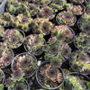 [PACK of 10 PLANTS] x Sempervivum cv. 'Mahogany' (w/pup)