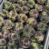 [PACK of 10 PLANTS] x Sempervivum cv. 'Mahogany' (w/pup)