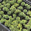 [PACK of 10 PLANTS] x Sempervivum calcareum 'Limelight'