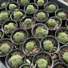 [PACK of 10 PLANTS] x Sempervivum arachnoïdeum 'Bascour Silver'