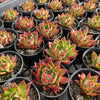 [PACK of 10 PLANTS] x  Echeveria agavoides 'Miranda'