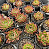 [PACK of 10 PLANTS] x  Echeveria agavoides 'Miranda'