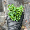 [PACK of 10 PLANTS] x Sedum hispanicum 'Blue carpet'