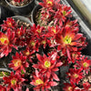 [PACK of 10 PLANTS] x  Aeonium 'Cornish Tribute' (4H)