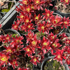 [PACK of 10 PLANTS] x  Aeonium 'Cornish Tribute' (4H)