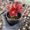 [PACK of 10 PLANTS] x  Aeonium 'Cornish Tribute' (4H)
