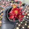 [PACK of 10 PLANTS] x  Aeonium 'Cornish Tribute' (4H)