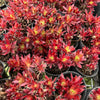 [PACK of 10 PLANTS] x  Aeonium 'Cornish Tribute' (4H)