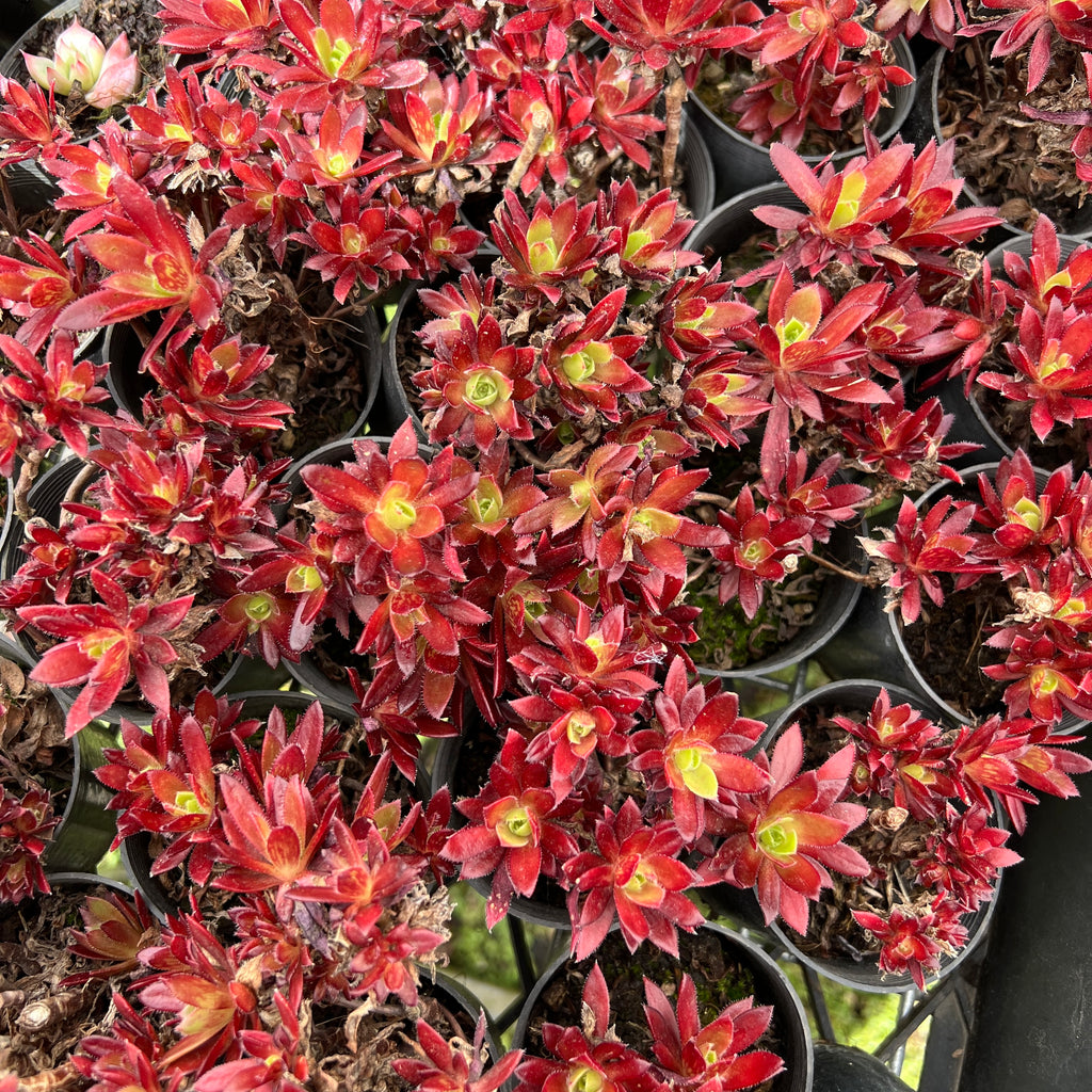 [PACK of 10 PLANTS] x  Aeonium 'Cornish Tribute' (4H)