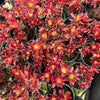 [PACK of 10 PLANTS] x  Aeonium 'Cornish Tribute' (4H)
